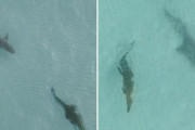 【動画あり】ワニをストーキングするサメ、ドローンで上空から撮影される　オーストラリア