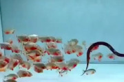 【動画】水槽に投げ込まれたウナギに群団で食らいつくピラニア。