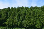 昔の日本政府「よし！杉林を育てるぞ！育てるぞ！育てるぞぉぉぉ！」