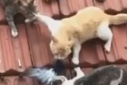 これは俺のもんだ、さっさと引け。１羽の鳥を捕り合う３匹の猫。海外の反応
