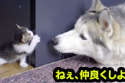 【朗報】イッヌさん子猫にメロメロ
