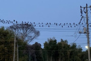 エグい量のカラスいた（※画像あり）