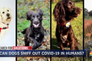 犬は新型コロナウイルスを嗅ぎ分けられるのか？イギリスで新型コロナウイルス探知犬の訓練を試みる慈善団体