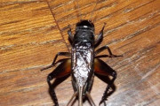 【画像】コオロギとかいう虫、鳴き声でだまされてるがよく見るとキモすぎる・・・