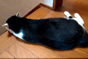 【画像】実家のネッコ…暑くて床で伸びてるわwwww
