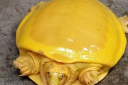 ご利益ありそうな色！インドで発見された全身黄色の亀