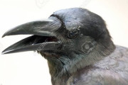 カラスってどれくらい賢いんや？