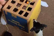 イヌのためにお父さんがオモチャを作った。箱の上からニンジンが出てくるよ♪ → ２匹の犬はこうなった…