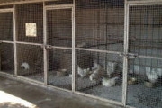 子供の頃の飼育小屋の動物〇してた奴が分かった