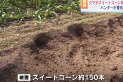 クマ、スイートコーン150本食い荒らす
