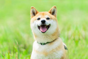 (ヽ´ん`)「スーパーの前にいつも繋がれてる柴犬が今日はいなかった」