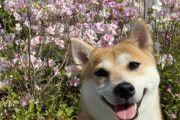 【画像】柴犬の笑顔は人類を幸せにする力がある