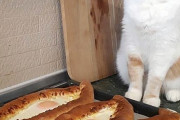 【ねこ画像】ねこと食べ物、庭いじりの手伝い？ ほか【再】