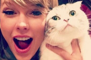 テイラー・スウィフトが飼っている猫と同じ猫種『スコティッシュ・フォールド』、「購入しないで」専門家が警告