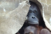 【悲報】人間相手に売春させられていたオランウータンの「ポニーちゃん」