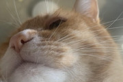 【画像】猫の顎下に、ニキビが…