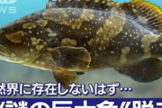 【生態系破壊】鹿児島湾で、自然界には存在しないはずの巨大魚が目撃される・・・
