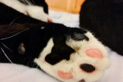 【ねこ科画像】ピンクとクロの肉球、くつあつめする白スカーフクロにゃん、チャトラにゃんこ ほか【再】