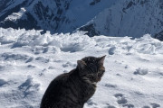 標高3000メートルの雪山で迷子になった猫　登山客を追いかけて3回も登頂してしまう（画像・動画）