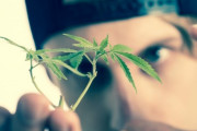 【悲報】日本人が抱く大麻に対するイメージがヤバすぎる・・・・・