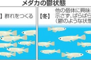 【衝撃】メダカ、冬になると鬱病になることが判明　「冬季うつ病」の治療薬候補を発見か