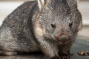 「寝顔がかわいすぎる！」抱っこしたくなるウォンバットに遭遇
