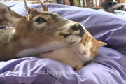 毛づくろいし合う猫ちゃんと子鹿ちゃんが可愛すぎ！  海外の反応