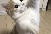 猫さん、一発KO