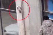 猫がビルの壁にある穴で立ち往生していた。落ちたら危険だ。室外機を足場にして男が救出を試みる → 結果…