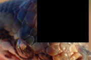 【画像】オーストラリアで発見された「第三の目を持つヘビ」がかっこよすぎる・・・