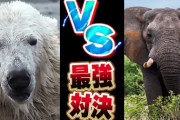 バカ「最強の動物はゾウ！」ワイ「いや熊やぞ！」→