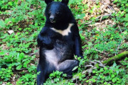 【悲報】クマさん、お米の味を覚えてしまったか！？