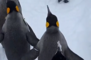 【動画】旭山動物園のペンギン　雪上散歩を満喫する