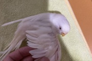 【悲報】ワイのインコちゃん（1300円）具合が悪そうなので病院へ...（※画像あり）