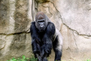 手話のできるゴリラ『ココ』ちゃんが人類へ警告