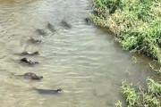 【動画】美しいフォーメーションで小魚を追い込むカワウソの家族。