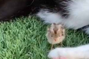 ネコの足元に小さな鳥のヒナがいた。前足でポフン♪ → やさしい猫はこうします…