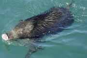釣り人「ファッ！？海からイノシシが！？」