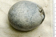 【画像】1700年前のニワトリの卵を発見ｷﾀ━━━━(ﾟ∀ﾟ)━━━━!!