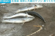 北海道で凍ったイワシが大量に打ち上げられる