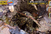 与田ちゃん、ハブと死闘を繰り広げるｗｗｗｗｗｗｗ