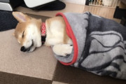 【画像】うちの柴犬が白目むいて寝てる…なかなか大胆なポーズですねwww