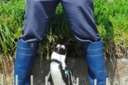 【画像多め】飼育員にベッタリのペンギンさんいた←これはストーカーｗｗｗｗｗ