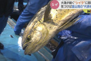【漁師困惑】富山湾で謎多き魚「シイラ」が大漁