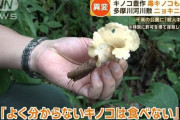 毒キノコ大豊作！千葉の公園に「殺人キノコ」　各地で食中毒相次ぐ