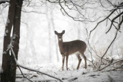北米からシカの狂牛病=狂鹿病が、世界に広がり注意喚起される