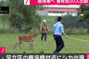 【東京】 鹿浜橋付近に“シカ”が出没！