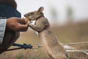 [ネズミでさえ役に立ってるというのに、セクシー進！お前は！]　カンボジア 地雷・不発弾除去活動に貢献したアフリカオニネズミが、現役生活を終え、引退生活に。