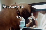 大好きなお父さんがいる！亡き飼い主の映像を見た猫が画面に顔を近づける仕草が涙を誘う