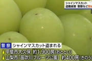 【悲報】シャインマスカット、大量に盗まれる　一体誰が…